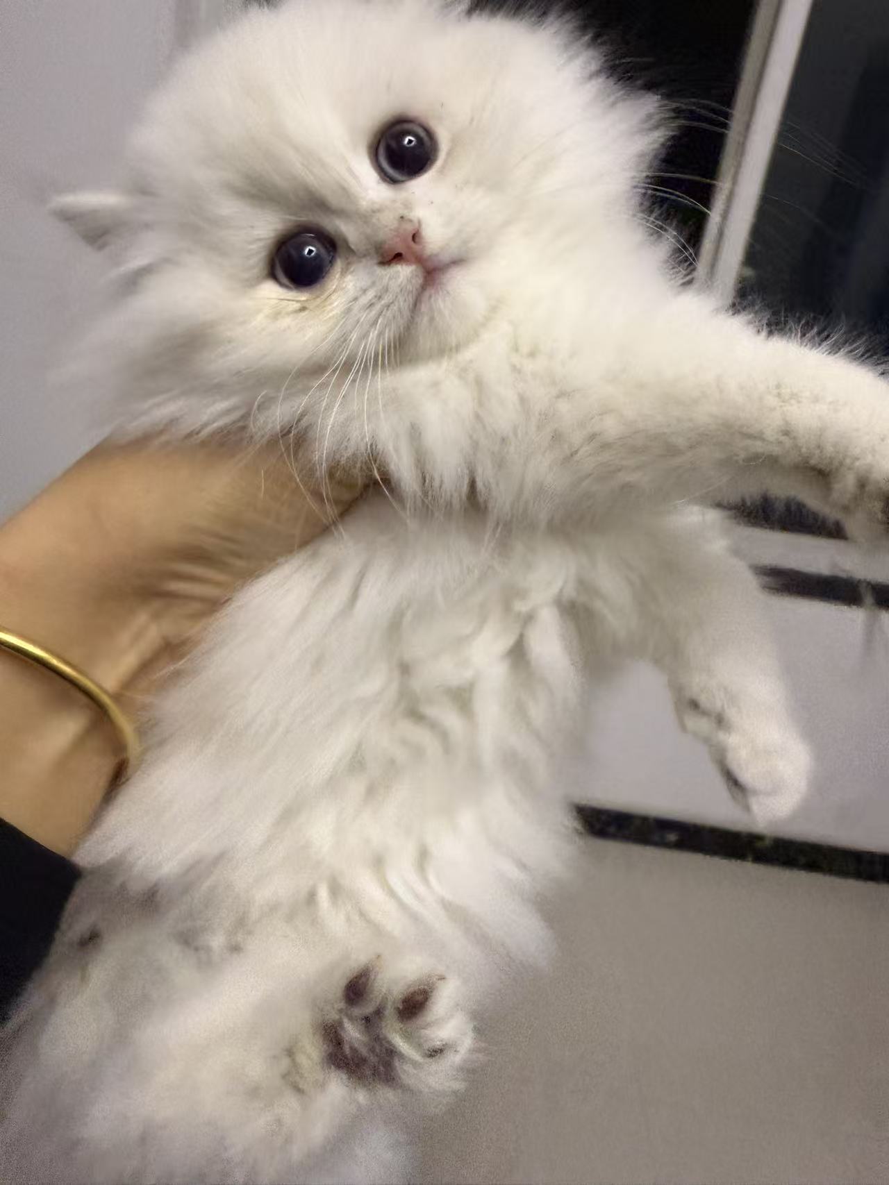 金点  性格好   血统纯正